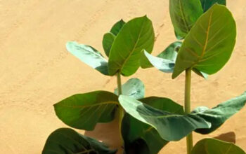 China Tanam Karet Militer di Gurun Gobi Demi Apa?