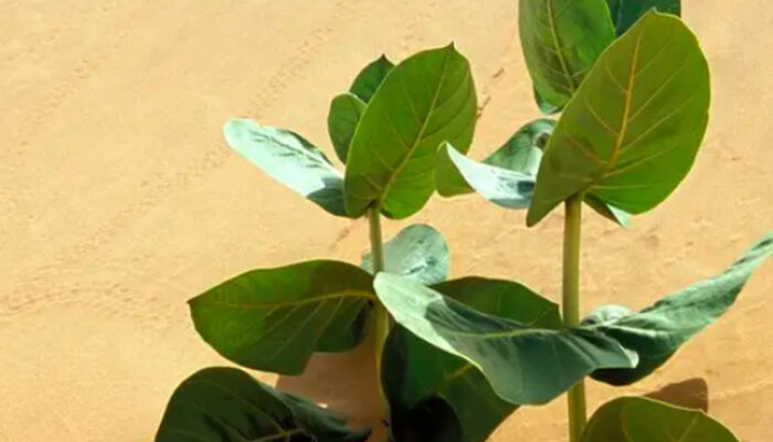 China Tanam Karet Militer di Gurun Gobi Demi Apa?