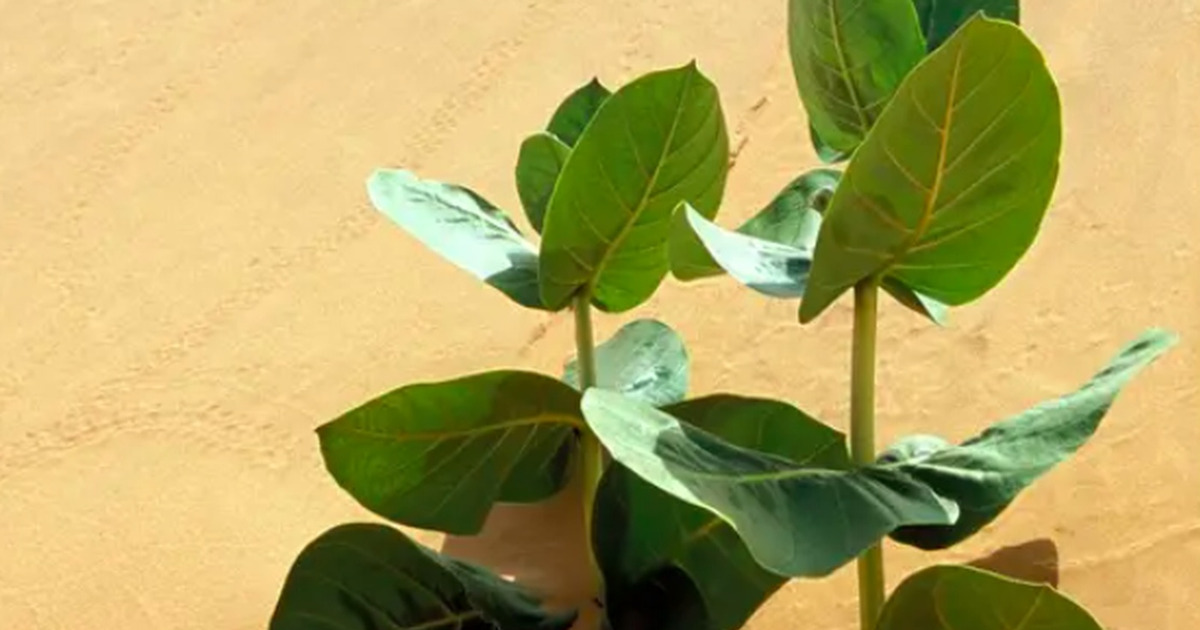 China Tanam Karet Militer di Gurun Gobi Demi Apa?