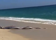 Dua Ikan Langka Laut Dalam Gegerkan Pantai Meksiko