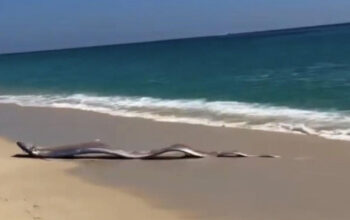 Dua Ikan Langka Laut Dalam Gegerkan Pantai Meksiko