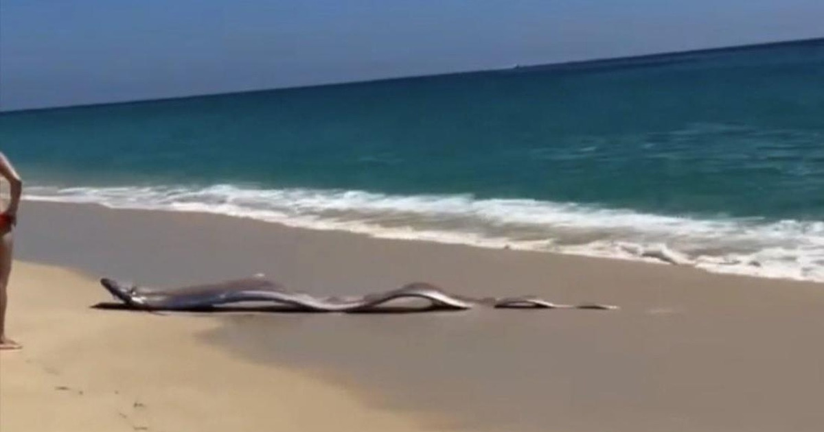 Dua Ikan Langka Laut Dalam Gegerkan Pantai Meksiko