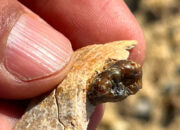 Fosil Kera 18 Juta Tahun di Mesir Guncang Teori Evolusi Manusia