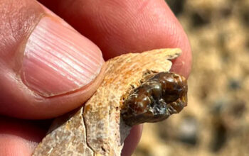 Fosil Kera 18 Juta Tahun di Mesir Guncang Teori Evolusi Manusia