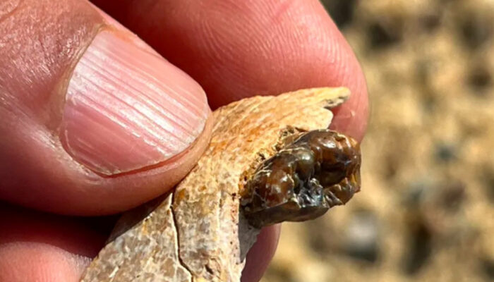 Fosil Kera 18 Juta Tahun di Mesir Guncang Teori Evolusi Manusia