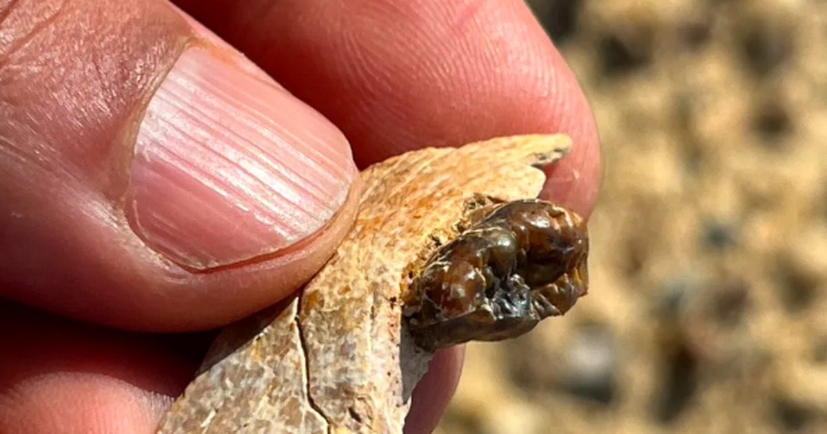 Fosil Kera 18 Juta Tahun di Mesir Guncang Teori Evolusi Manusia