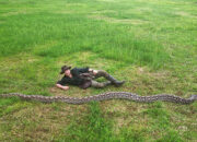 Heboh Ibu Baron Ular Liar Terpanjang Dunia di Tanah Sulawesi