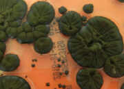 Jamur Super Chernobyl Mengubah Radiasi Jadi Energi