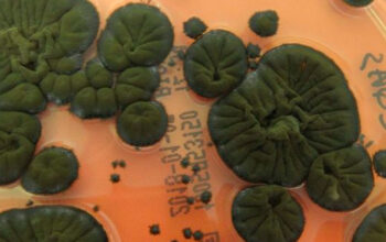 Jamur Super Chernobyl Mengubah Radiasi Jadi Energi