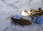 Kecoak Cyborg NTU Siap Jelajahi Pipa Bawah Tanah Singapura