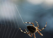 Laba Laba Madagascar Jaringnya Lebih Kuat dari Kevlar