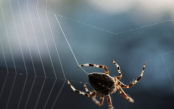 Laba Laba Madagascar Jaringnya Lebih Kuat dari Kevlar