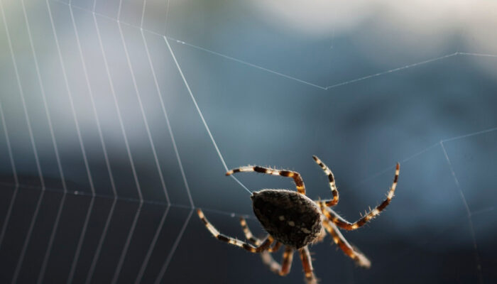 Laba Laba Madagascar Jaringnya Lebih Kuat dari Kevlar