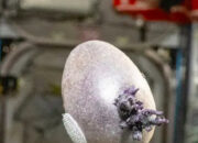 Makhluk Bertentakel Misterius di ISS Bikin Geger Dunia Maya