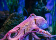 Misteri Laut Dalam Terkuak Ribuan Gurita Berkumpul Aneh