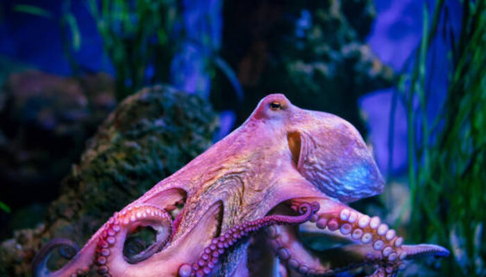 Misteri Laut Dalam Terkuak Ribuan Gurita Berkumpul Aneh