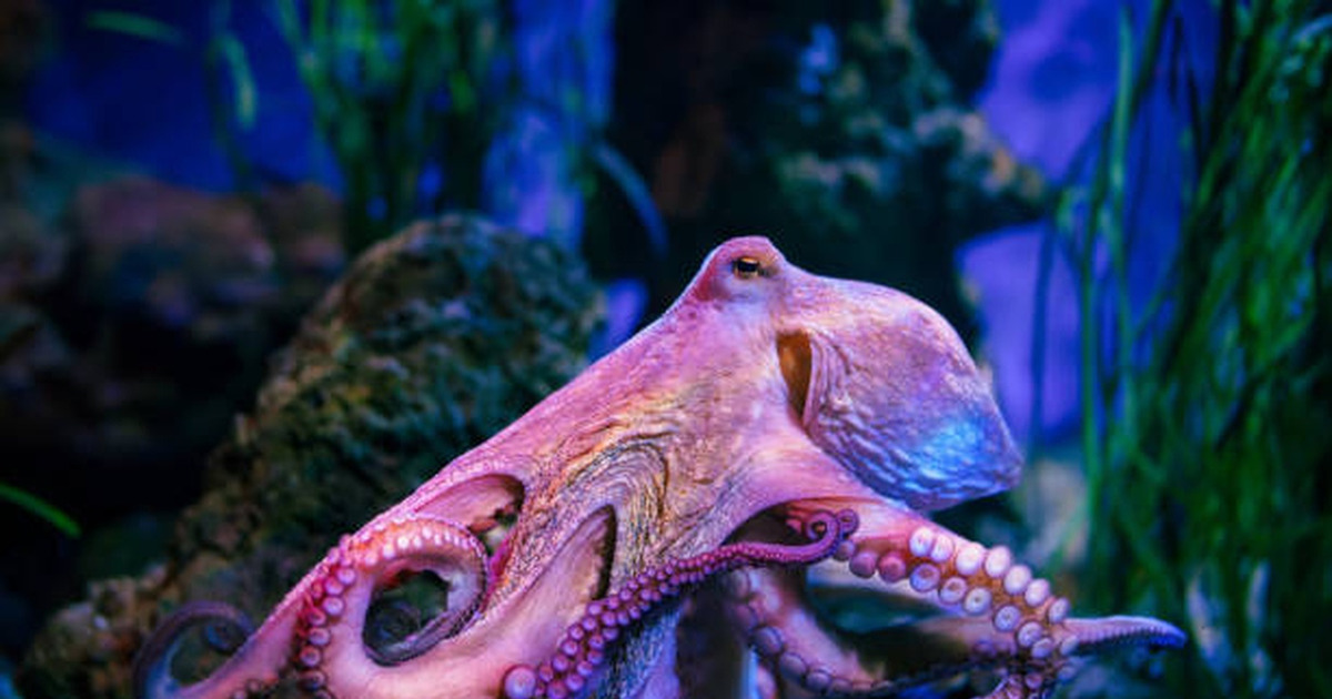 Misteri Laut Dalam Terkuak Ribuan Gurita Berkumpul Aneh