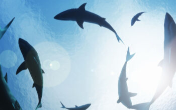 Predator Purba 325 Juta Tahun Ditemukan Kembali di Gua Misterius