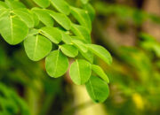 Rahasia Daun Tak Bergerak Saat Salat Id Terkuak Sainsnya