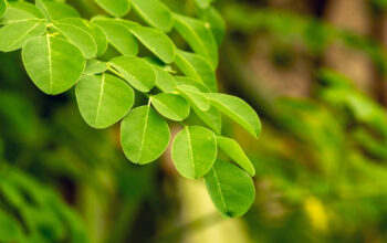 Rahasia Daun Tak Bergerak Saat Salat Id Terkuak Sainsnya