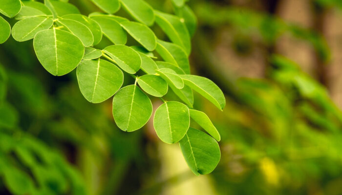 Rahasia Daun Tak Bergerak Saat Salat Id Terkuak Sainsnya
