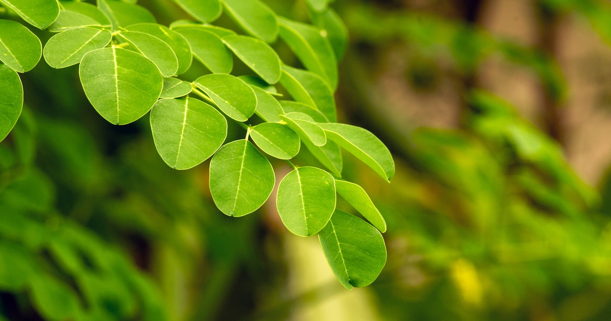 Rahasia Daun Tak Bergerak Saat Salat Id Terkuak Sainsnya