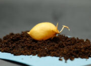 Rahasia Pangan Masa Depan Kacang Arab Bisa Tumbuh di Bulan