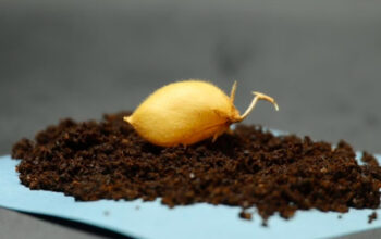 Rahasia Pangan Masa Depan Kacang Arab Bisa Tumbuh di Bulan