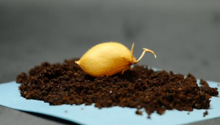 Rahasia Pangan Masa Depan Kacang Arab Bisa Tumbuh di Bulan