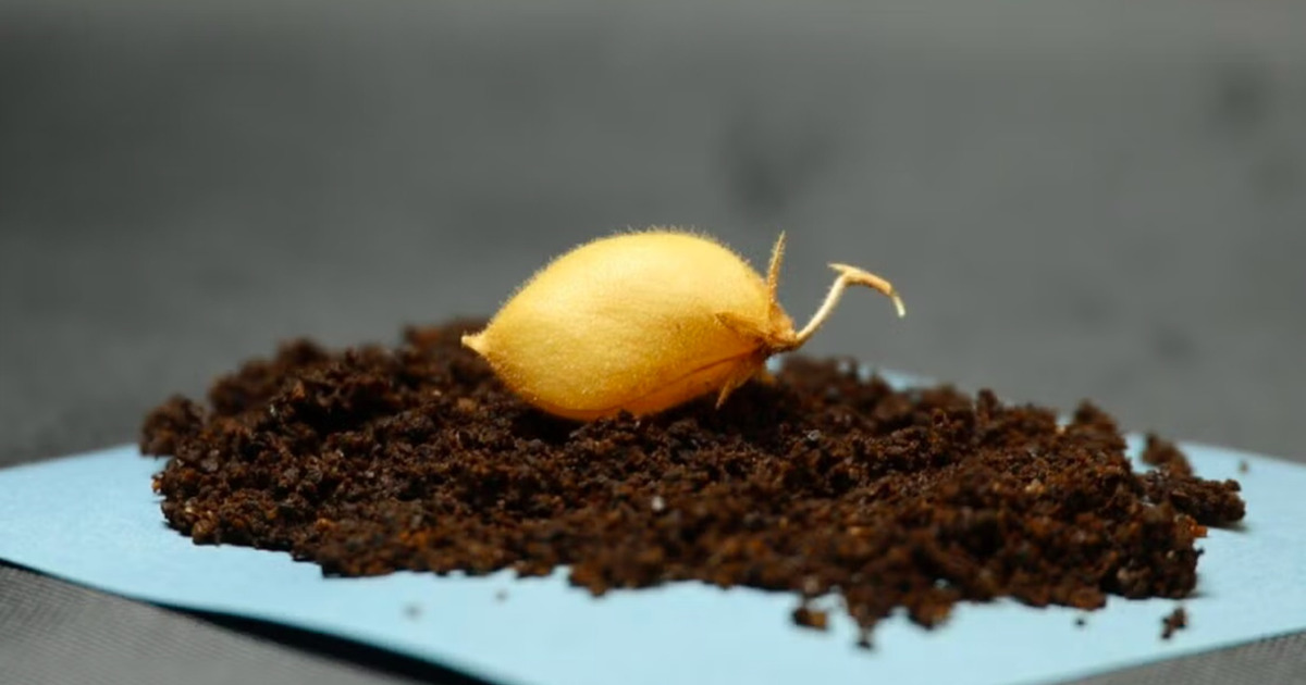 Rahasia Pangan Masa Depan Kacang Arab Bisa Tumbuh di Bulan