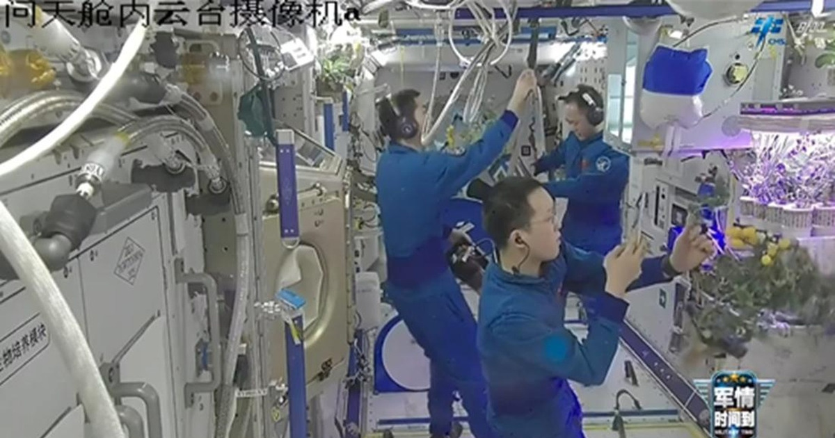 Rahasia Tomat Segar di Luar Angkasa Astronaut China Ungkap