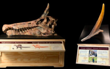 Spinosaurus Mirabilis Dinosaurus Bercula Unicorn Sahara