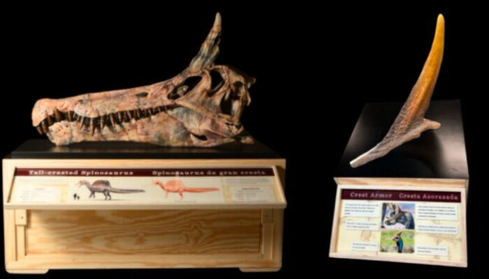 Spinosaurus Mirabilis Dinosaurus Bercula Unicorn Sahara