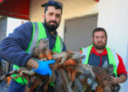 Suhu Dingin Ekstrem Bikin Iguana Jatuh Beku dari Pohon