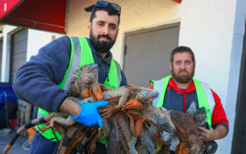 Suhu Dingin Ekstrem Bikin Iguana Jatuh Beku dari Pohon