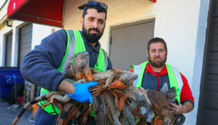 Suhu Dingin Ekstrem Bikin Iguana Jatuh Beku dari Pohon