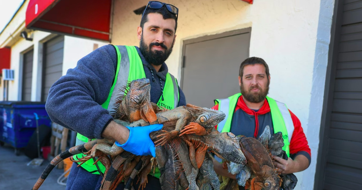 Suhu Dingin Ekstrem Bikin Iguana Jatuh Beku dari Pohon
