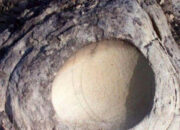 Terkuak Misteri Telur Dinosaurus Berisi Telur Lain