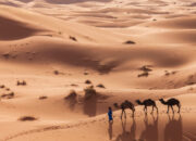 Terkuak Sahara Pernah Hijau Subur Ribuan Tahun Lalu