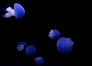 Terungkap Alasan NASA Kirim Ubur-ubur ke Luar Angkasa
