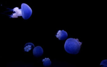 Terungkap Alasan NASA Kirim Ubur-ubur ke Luar Angkasa