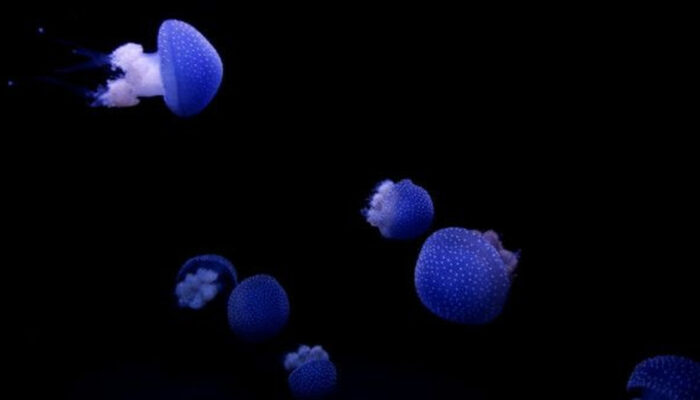 Terungkap Alasan NASA Kirim Ubur-ubur ke Luar Angkasa