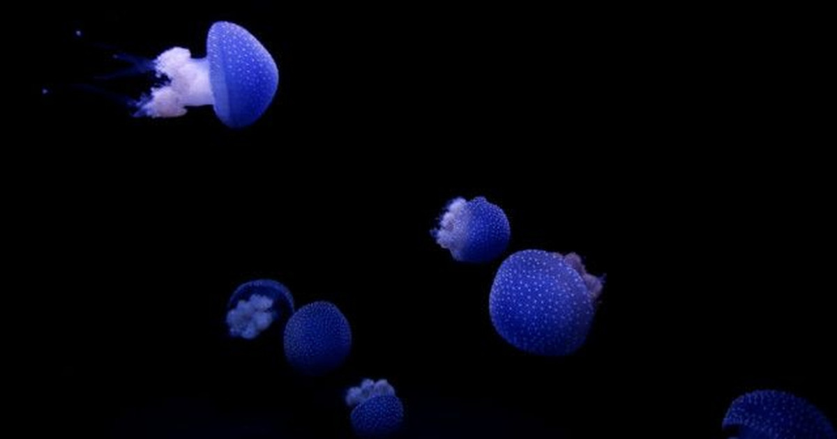 Terungkap Alasan NASA Kirim Ubur-ubur ke Luar Angkasa