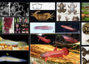 Terungkap Kekayaan Alam Indonesia 51 Spesies Baru Ditemukan!