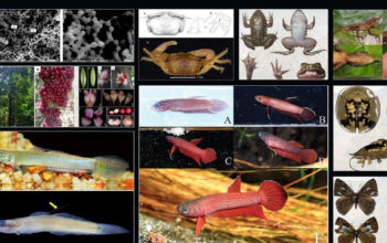 Terungkap Kekayaan Alam Indonesia 51 Spesies Baru Ditemukan!