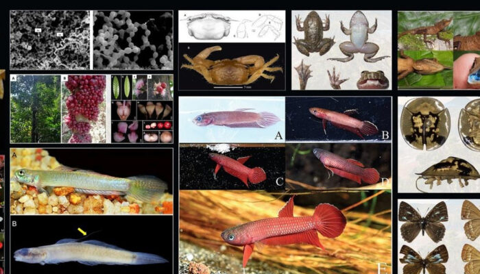 Terungkap Kekayaan Alam Indonesia 51 Spesies Baru Ditemukan!