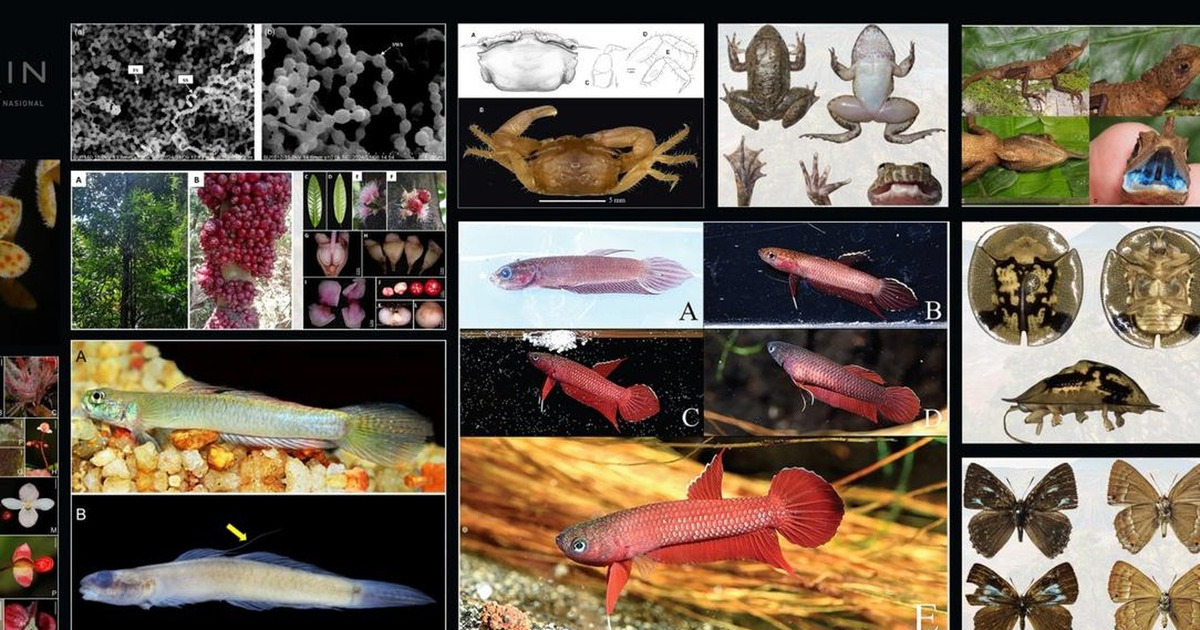 Terungkap Kekayaan Alam Indonesia 51 Spesies Baru Ditemukan!