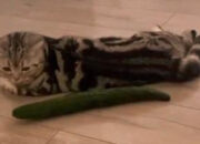 Terungkap Kenapa Kucing Panik Lihat Timun Ini Alasannya