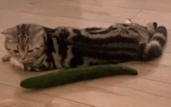 Terungkap Kenapa Kucing Panik Lihat Timun Ini Alasannya