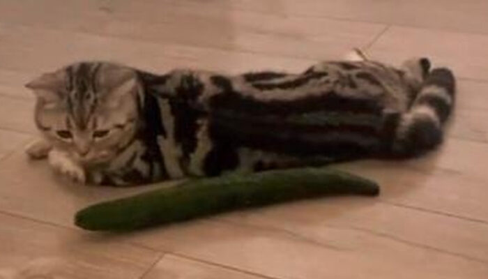 Terungkap Kenapa Kucing Panik Lihat Timun Ini Alasannya
